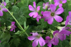 Vistazo a las flores silvestres que adornan la primavera texana