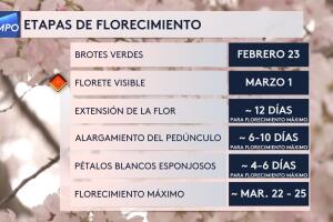 cherry blossoms 2.jpg