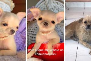 collage_perrito_tiktok.jpg