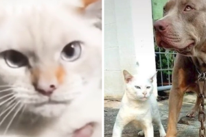 gato_perro_collage.png