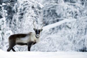 A reindeer is seen on December 20, 2010