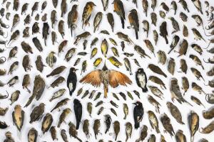 Wonderly_birds.jpg
