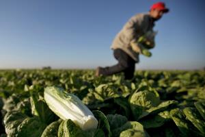 lechuga california.jpg