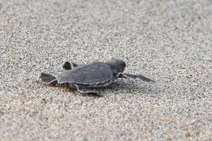 El príncipe Harry con tortuguitas durante su visita a Isla Nieves.