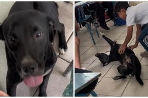 Un perrito terminó siendo la mascota de un grupo de estudiantes.
