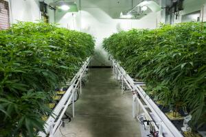 Marijuana Grow Near Albany For State's Legal Medical Marijuana Dispensaries