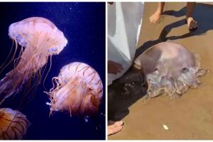 medusa extraterrestre.jpg