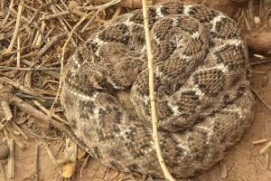 Western Diamondback.JPG