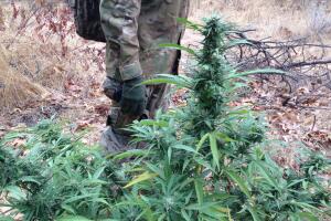 Plantíos de marihuana en Los Ángeles