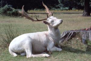 Ciervo blanco real 3.jpg