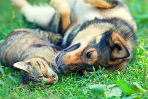 gato-e-cachorro.jpg