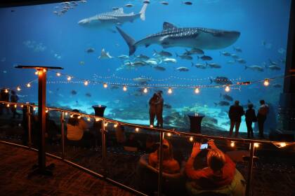 SIPS AQUARIUM.jpg