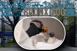 El polluelo de un buitre de 55 años vive bajo engaño en el zoológico de El Bronx, en Nueva York