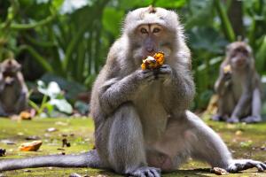 Virus Outbreak Indonesia