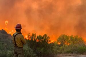 Incendio forestal Wildcat Fire consume hasta 14 mil hectáreas en el Bosque Nacional Tonto