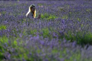 campos de lavanda
