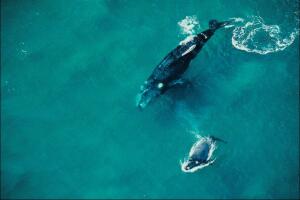 Ballena franca austral.jpg