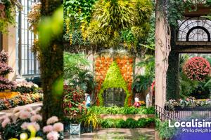 Portada Galería Festival de Crisantemos 