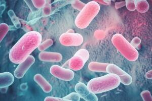 Shigella Image .