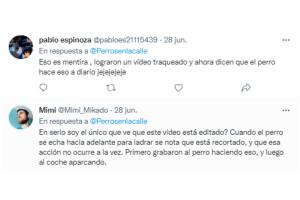 Perrito ayuda a estacionar carros reacciones