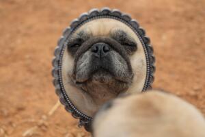 perro-espejo_2.jpg