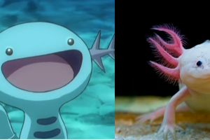 wooper_anime.png