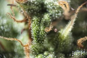 Cannabis plant macro