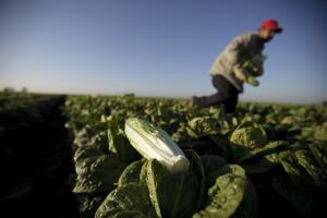 Imagen de archivo de un agricultor en un campo con lechugas romanas en California.
