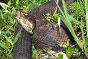Serpientes/CottonMouth.jpg