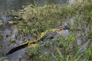 Brazos Bend, un parque que reune las especies más salvajes de Texas