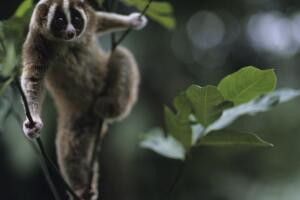 loris1-think.jpg