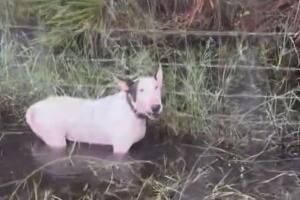 La Fiscalía de Hillsborough retiró los cargos por falta de pruebas suficientes en el caso de Trooper.