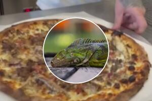 Las iguanas verdes son una especie invasora que causa daños ambientales y económicos en el sur del estado.