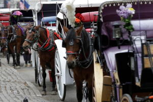 Central Park Horse Injury