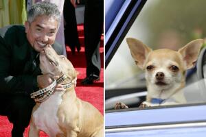 Eligen al pitbull como el perro más dócil, a pesar de su apariencia