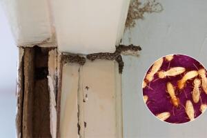 Termita Carolina del Norte