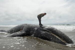 ballena_sanfran_ap.jpg