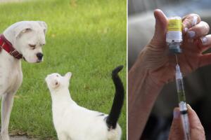 Pets Vacunas.jpg