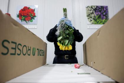MIAMI, FLORIDA - FEBRUARY 12: Skarlette Zelada, U.S. Customs and Border Protection Agriculture Specialist, inspects flowers for foreign pests or diseases in the FedEx Cargo hub at Miami International Airport on February 12, 2025 in Miami, Florida. FedEx transfers millions of fresh flowers through the hub for Valentine's season by increasing air capacity from Colombia and Ecuador. They will transport over 2.2 million pounds of flowers from these countries in February. (Photo by Joe Raedle/Getty Images)
