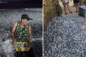 En Filipinas, miles de peces ‘huyeron’ del mar días antes de un temblor: videos en redes sociales causan furor