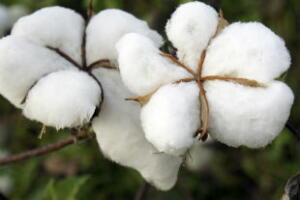 absorvente-faz-mal-2.jpg
