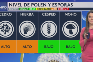 alergias-cedro-San-Antonio