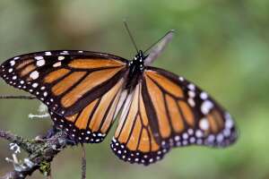 Ya abrió nuevo conservatorio de mariposas en el Fairchild Tropical Botanic Garden
