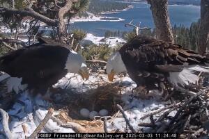 Jackie y Shadow dan la bienvenida a dos aguiluchos en Big Bear; primeros en tres años.