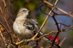 aves-imitan-canto_2.jpg