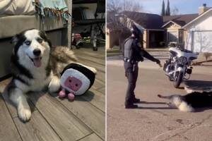 justicia para enzo.jpg