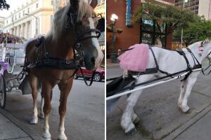 carruajes caballos encuesta turismo centro san antonio texas