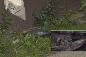 Chicago combate a las ratas con método de control de natalidad en dos vecindarios