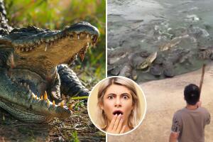 Armado con una pala, hombre alimenta a decenas de cocodrilos: sorprendente video viral