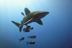 oceanic_whitetip_shark NOAA.jpg